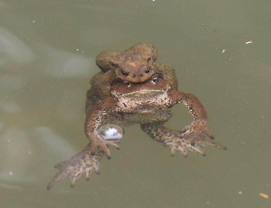 Bufo... verrucosissimus